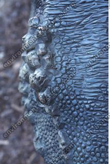 Photo Textures of Animals Skin